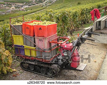 Switzerland, Europe, valais, wallis, Fully, Rhone Valley, Fendant Wine Region, wine harvest, vineyards, green grapes View Large Photo Image Stock Image -  Switzerland, Europe, valais, wallis, Fully, Rhone Valley, Fendant Wine Region, wine harvest, vineyards, green grapes. Fotosearch