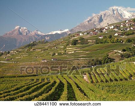 Stock Image -  Switzerland, Europe, valais, wallis, Sion, Rhone Valley, Fendant Wine Region, vineyards. Fotosearch