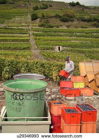 Stock Image -  Switzerland, Europe, valais, wallis, Fully, Rhone Valley, Fendant Wine Region, wine harvest, vineyards, funicular. Fotosearch
