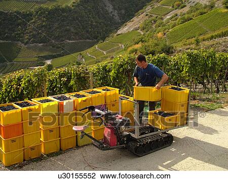 Switzerland, Europe, valais, wallis, Salgesh, Rhone Valley, Fendant Wine Region, wine harvest, vineyards, red grapes, man loading containers onto machine View Large Photo Image Stock Image - Switzerland, Europe, valais, wallis, Salgesh, Rhone Valley, Fendant Wine Region, wine harvest, vineyards, red grapes, man loading containers onto machine. Fotosearch