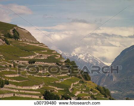 Stock Image -  Switzerland, Europe, valais, wallis, Rhone Valley, Fendant Wine Region, vineyards, steep hillsides. Fotosearch
