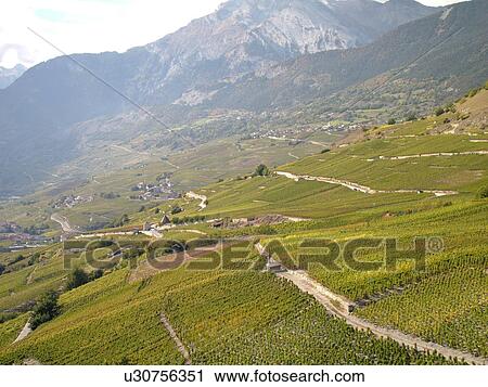 Stock Image -  Switzerland, Europe, valais, wallis, Rhone Valley, Fendant Wine Region, vineyards, steep hillsides. Fotosearch