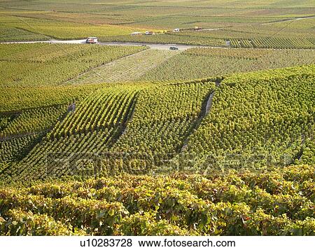 Switzerland, Europe, valais, wallis, Leytron, Rhone Valley, Fendant Wine Region, vineyards View Large Photo Image Stock Photo - Switzerland, Europe, valais, wallis, Leytron, Rhone Valley, Fendant Wine Region, vineyards. Fotosearch