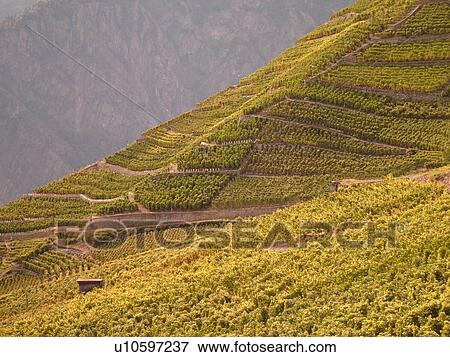 Stock Photo -  Switzerland, Europe, valais, wallis, Saxon, Rhone Valley, Fendant Wine Region, vineyards, steep hillsides. Fotosearch