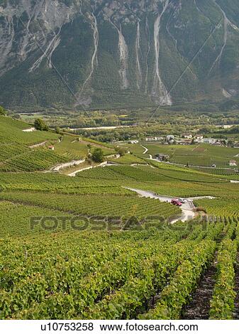 Stock Photo -  Switzerland, Europe, valais, wallis, Salgesh, Rhone Valley, Fendant Wine Region, wine harvest, vineyards. Fotosearch