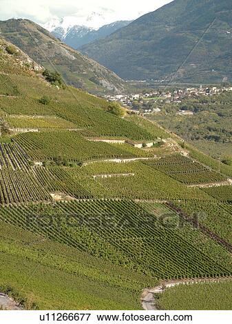Stock Photo -  Switzerland, Europe, valais, wallis, Salgesh, Rhone Valley, Fendant Wine Region, vineyards, steep hillsides. Fotosearch