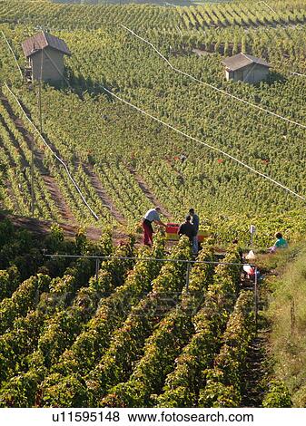 Stock Photo -  Switzerland, Europe, valais, wallis, Sion, Rhone Valley, Fendant Wine Region, wine harvest, vineyards. Fotosearch