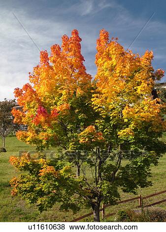 Stock Photo -  Switzerland, Europe, valais, wallis, Vex, Val D'Herens, tree, fall foliage. Fotosearch