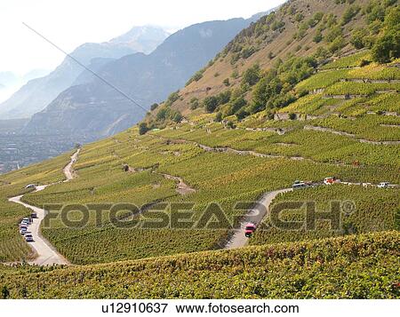 Stock Photo -  Switzerland, Europe, valais, wallis, Rhone Valley, Fendant Wine Region, vineyards. Fotosearch