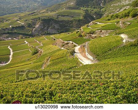 Stock Photo -  Switzerland, Europe, valais, wallis, Salgesh, Rhone Valley, Fendant Wine Region, vineyards. Fotosearch