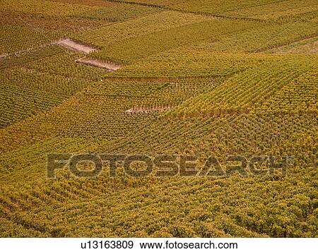 Switzerland, Europe, valais, wallis, Leytron, Rhone Valley, Fendant Wine Region, vineyards, steep hillsides View Large Photo Image Stock Photo - Switzerland, Europe, valais, wallis, Leytron, Rhone Valley, Fendant Wine Region, vineyards, steep hillsides. Fotosearch