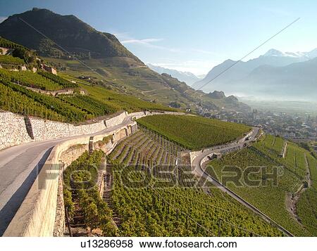 Stock Photo -  Switzerland, Europe, valais, wallis, Sion, Rhone Valley, Fendant Wine Region, wine harvest, vineyards, steep hillsides. Fotosearch