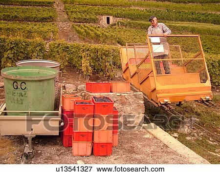 Switzerland, Europe, valais, wallis, Fully, Rhone Valley, Fendant Wine Region, wine harvest, vineyards, funicular View Large Photo Image Stock Photo - Switzerland, Europe, valais, wallis, Fully, Rhone Valley, Fendant Wine Region, wine harvest, vineyards, funicular. Fotosearch