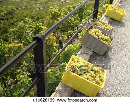 Stock Photo -  Switzerland, Europe, valais, wallis, Saxon, Rhone Valley, Fendant Wine Region, wine harvest, vineyards, green grapes. Fotosearch