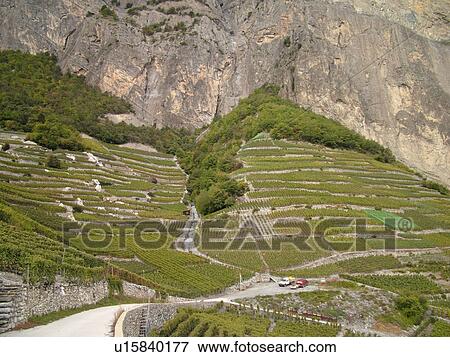 Stock Photo -  Switzerland, Europe, valais, wallis, Leytron, Rhone Valley, Fendant Wine Region, vineyards, steep hillsides. Fotosearch