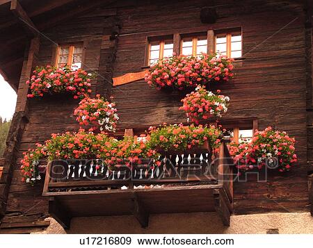 Switzerland, Europe, valais, wallis, Val d'Anniviers, Grimentz, old chalet, window boxes, pink and red geraniums View Large Photo Image Stock Photo -  Switzerland, Europe, valais, wallis, Val d'Anniviers, Grimentz, old chalet, window boxes, pink and red geraniums. Fotosearch