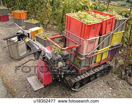 Switzerland, Europe, valais, wallis, Fully, Rhone Valley, Fendant Wine Region, wine harvest, vineyards, green grapes View Large Photo Image Stock Photo - Switzerland, Europe, valais, wallis, Fully, Rhone Valley, Fendant Wine Region, wine harvest, vineyards, green grapes. Fotosearch