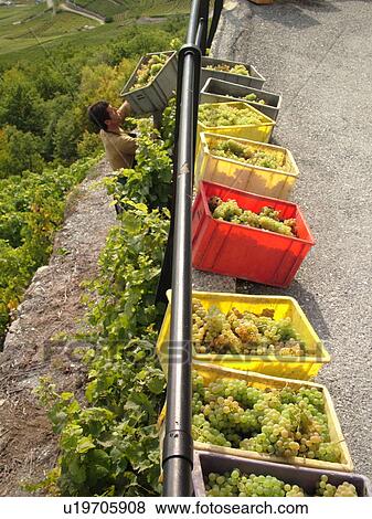 Stock Photo -  Switzerland, Europe, valais, wallis, Saxon, Rhone Valley, Fendant Wine Region, wine harvest, vineyards, green grapes. Fotosearch