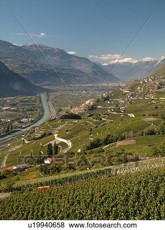Switzerland, Europe, valais, wallis, Sion, Rhone Valley, Fendant Wine Region, wine harvest, vineyards, Le Rhone View Large Photo Image Stock Photo - Switzerland, Europe, valais, wallis, Sion, Rhone Valley, Fendant Wine Region, wine harvest, vineyards, Le Rhone. Fotosearch