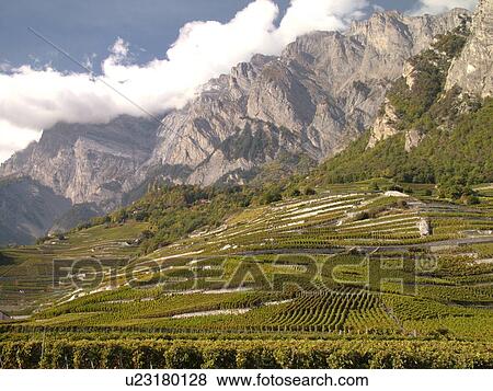 Stock Photo -  Switzerland, Europe, valais, wallis, Leytron, Rhone Valley, Fendant Wine Region, vineyards, mountains. Fotosearch