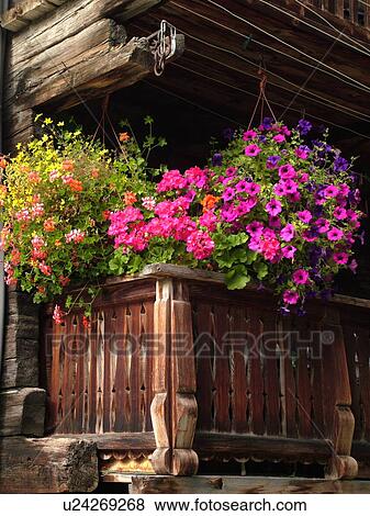 Switzerland, Europe, valais, wallis, Val D'Herens, Evolene, chalet, flowers, windowbox, balcony View Large Photo Image Stock Photo - Switzerland, Europe, valais, wallis, Val D'Herens, Evolene, chalet, flowers, windowbox, balcony. Fotosearch