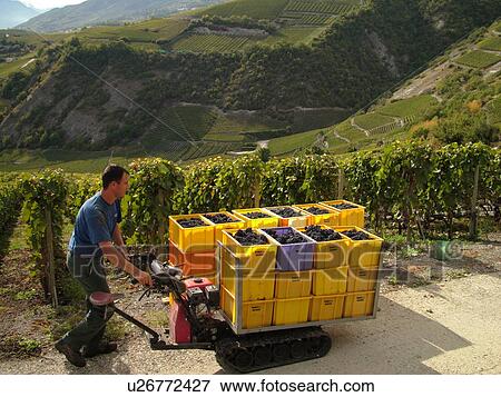 Switzerland, Europe, valais, wallis, Salgesh, Rhone Valley, Fendant Wine Region, wine harvest, vineyards, red grapes, man moving containers with machine View Large Photo Image Stock Photo - Switzerland, Europe, valais, wallis, Salgesh, Rhone Valley, Fendant Wine Region, wine harvest, vineyards, red grapes, man moving containers with machine. Fotosearch