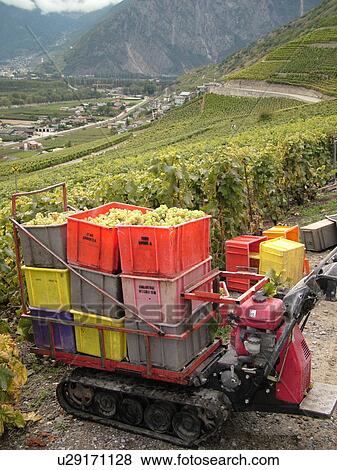 Stock Photo -  Switzerland, Europe, valais, wallis, Fully, Rhone Valley, Fendant Wine Region, wine harvest, vineyards. Fotosearch