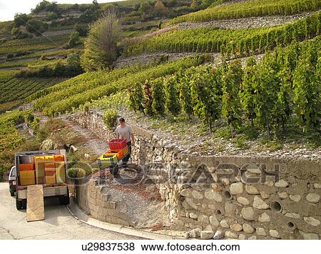 Stock Photo -  Switzerland, Europe, valais, wallis, Salgesh, Rhone Valley, Fendant Wine Region, wine harvest, vineyards, steep hillsides. Fotosearch