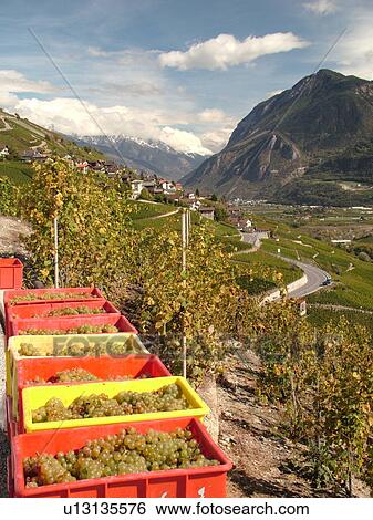 Switzerland, Europe, valais, wallis, Chermignon, Rhone Valley, Fendant Wine Region, vineyards, river valley, mountains, green grapes View Large Photo Image Stock Photograph - Switzerland, Europe, valais, wallis, Chermignon, Rhone Valley, Fendant Wine Region, vineyards, river valley, mountains, green grapes. Fotosearch