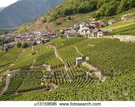 Switzerland, Europe, valais, wallis, Fully, Rhone Valley, Fendant Wine Region, vineyards View Large Photo Image Stock Photograph - Switzerland, Europe, valais, wallis, Fully, Rhone Valley, Fendant Wine Region, vineyards. Fotosearch