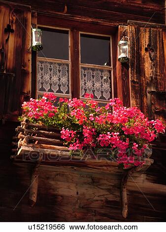 Stock Photograph -  Switzerland, Europe, valais, wallis, Val d'Anniviers, Grimentz, close-up, old chalet, pink geraniums in window box. Fotosearch