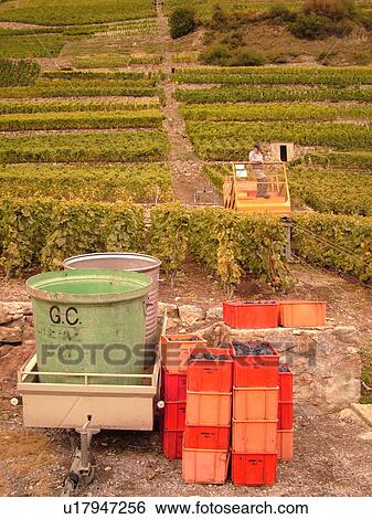 Stock Photograph -  Switzerland, Europe, valais, wallis, Fully, Rhone Valley, Fendant Wine Region, wine harvest, vineyards, funicular. Fotosearch