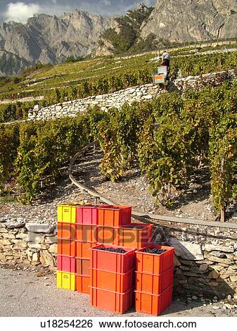 Stock Photograph -  Switzerland, Europe, valais, wallis, Leytron, Rhone Valley, Fendant Wine Region, wine harvest, vineyards, funicular. Fotosearch