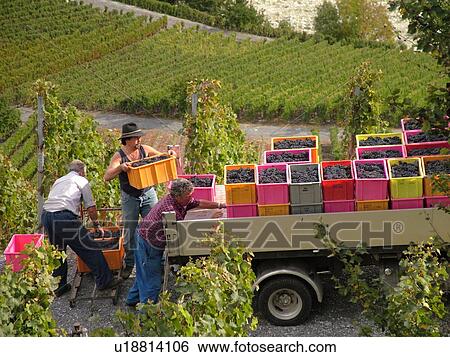 Stock Photograph -  Switzerland, Europe, valais, wallis, Salgesh, Rhone Valley, Fendant Wine Region, wine harvest, vineyards, men loading containers of red grapes onto truck bed. Fotosearch