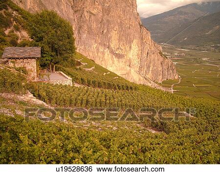 Stock Photograph -  Switzerland, Europe, valais, wallis, Leytron, Rhone Valley, Fendant Wine Region, vineyards, steep hillsides. Fotosearch