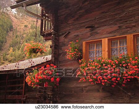 Switzerland, Europe, valais, wallis, Val D'Herens, Evolene, chalet, flowers, windowboxes View Large Photo Image Stock Photograph - Switzerland, Europe, valais, wallis, Val D'Herens, Evolene, chalet, flowers, windowboxes. Fotosearch