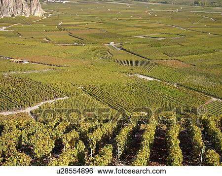 Stock Photograph -  Switzerland, Europe, valais, wallis, Leytron, Rhone Valley, Fendant Wine Region, vineyards. Fotosearch