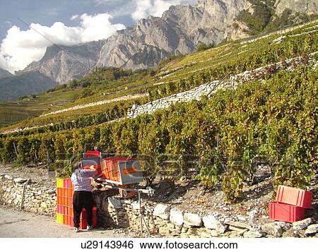 Stock Photograph -  Switzerland, Europe, valais, wallis, Leytron, Rhone Valley, Fendant Wine Region, wine harvest, vineyards, funicular. Fotosearch