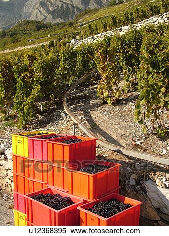 Stock Photography -  Switzerland, Europe, valais, wallis, Leytron, Rhone Valley, Fendant Wine Region, wine harvest, vineyards, funicular. Fotosearch