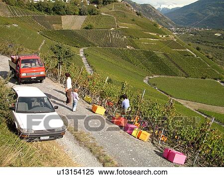 Stock Photography -  Switzerland, Europe, valais, wallis, Salgesh, Rhone Valley, Fendant Wine Region, wine harvest, vineyards, steep hillsides. Fotosearch
