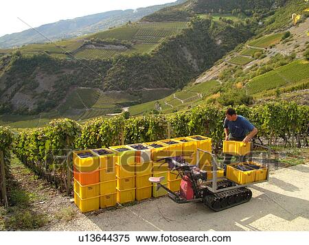 Stock Photography -  Switzerland, Europe, valais, wallis, Salgesh, Rhone Valley, Fendant Wine Region, wine harvest, vineyards, red grapes, man loading containers onto machine. Fotosearch
