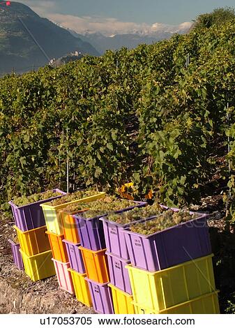 Stock Photography -  Switzerland, Europe, valais, wallis, Sion, Rhone Valley, Fendant Wine Region, wine harvest, vineyards. Fotosearch