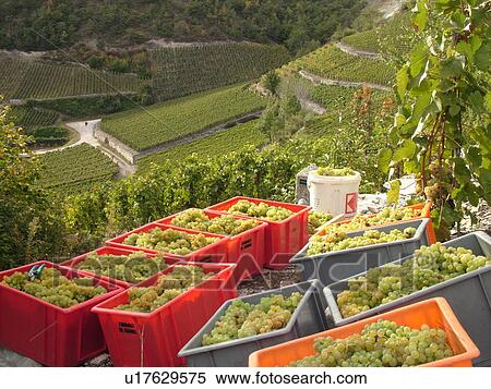 Switzerland, Europe, valais, wallis, Salgesh, Rhone Valley, Fendant Wine Region, wine harvest, vineyards, green grapes View Large Photo Image Stock Photography - Switzerland, Europe, valais, wallis, Salgesh, Rhone Valley, Fendant Wine Region, wine harvest, vineyards, green grapes. Fotosearch