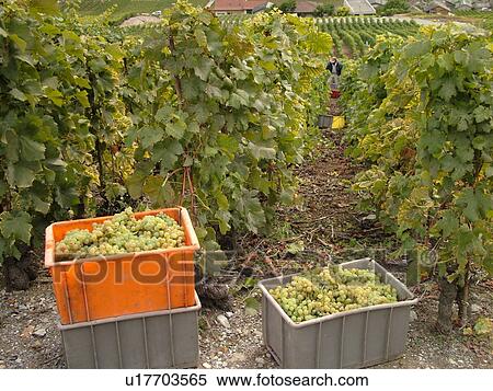 Switzerland, Europe, valais, wallis, Fully, Rhone Valley, Fendant Wine Region, wine harvest, vineyards, green grapes View Large Photo Image Stock Photography - Switzerland, Europe, valais, wallis, Fully, Rhone Valley, Fendant Wine Region, wine harvest, vineyards, green grapes. Fotosearch