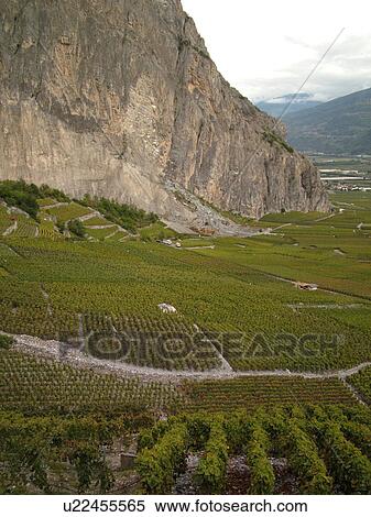 Stock Photography -  Switzerland, Europe, valais, wallis, Leytron, Rhone Valley, Fendant Wine Region, vineyards, steep hillsides. Fotosearch