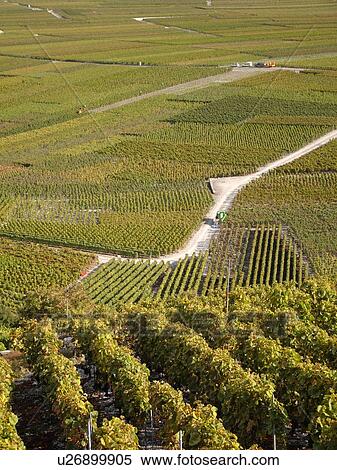 Switzerland, Europe, valais, wallis, Leytron, Rhone Valley, Fendant Wine Region, vineyards View Large Photo Image Stock Photography - Switzerland, Europe, valais, wallis, Leytron, Rhone Valley, Fendant Wine Region, vineyards. Fotosearch