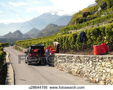 Stock Photography -  Switzerland, Europe, valais, wallis, Sion, Rhone Valley, Fendant Wine Region, wine harvest, steep hillsides. Fotosearch