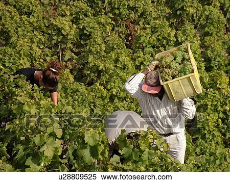 Stock Photography -  Switzerland, Europe, valais, wallis, Saxon, Rhone Valley, Fendant Wine Region, wine harvest, vineyards. Fotosearch
