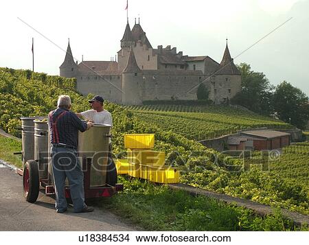 Switzerland, Europe, Vaud, Aigle, Chateau d'Aigle, wine harvest, vineyards, men transferring grapes into large containers on a wagon View Large Photo Image Picture - Switzerland, Europe, Vaud, Aigle, Chateau d'Aigle, wine harvest, vineyards, men transferring grapes into large containers on a wagon. Fotosearch