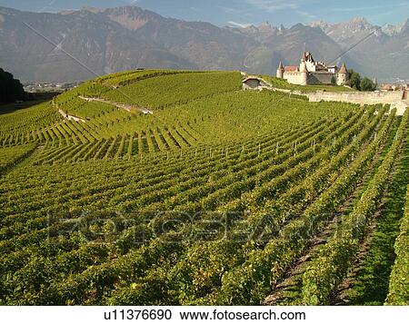 Switzerland, Europe, Vaud, Aigle, Chateau d'Aigle, vineyards View Large Photo Image Stock Image - Switzerland, Europe, Vaud, Aigle, Chateau d'Aigle, vineyards. Fotosearch